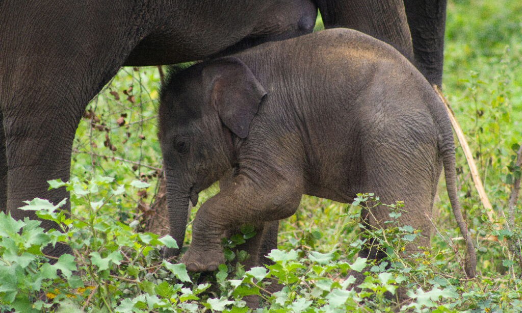 L’elefant encadenat: desenvolupar habilitats per l’autonomia